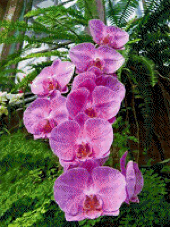 Орхидея - предпросмотр