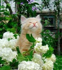 Схема вышивки «Кот и цветы»