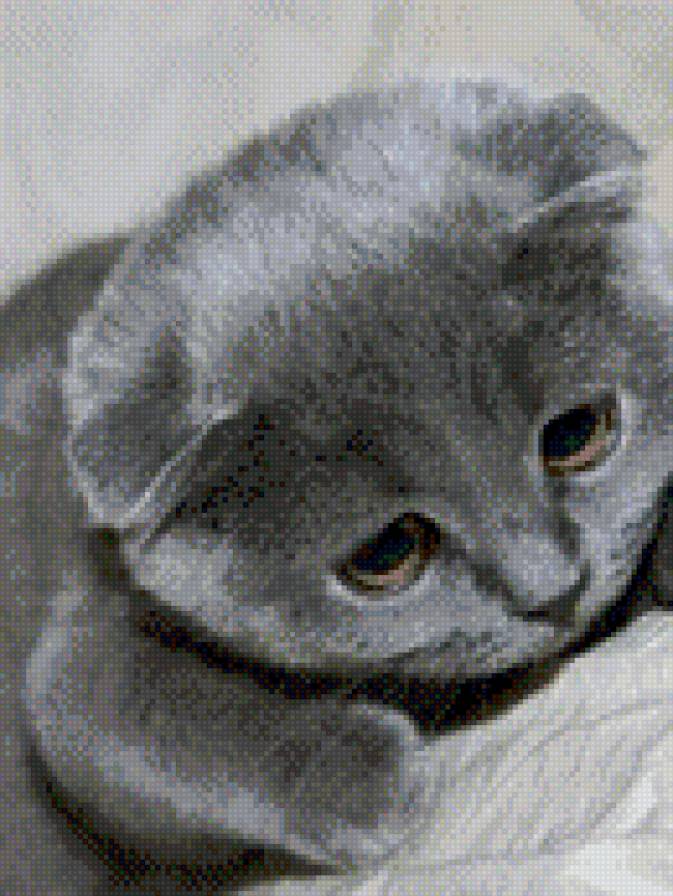 котя - предпросмотр