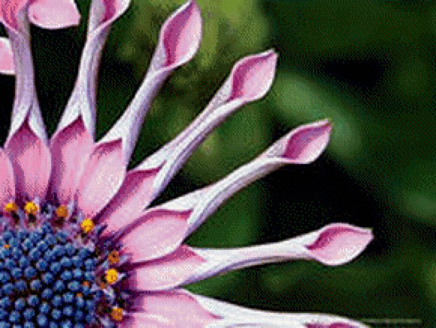 экзотика - цветы - предпросмотр