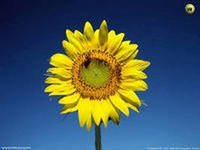 Схема вышивки «подсолнух»