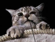 Схема вышивки «Коташка»