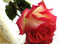 Схема вышивки «роза»