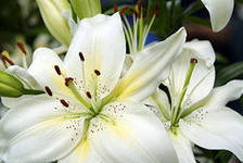 Схема вышивки «лилия»