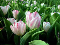 Схема вышивки «тюльпаны»