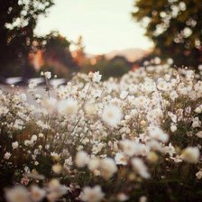 Схема вышивки «Цветы»