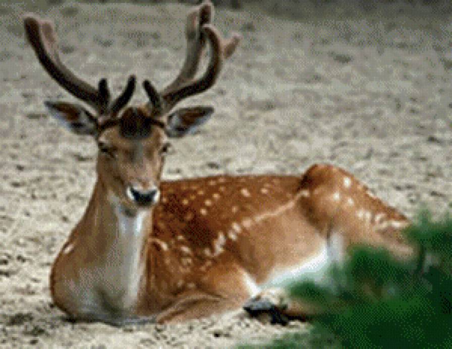 олень - животные, олень - предпросмотр