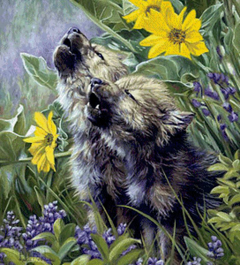 Волчата - животные, волчата, волки - предпросмотр