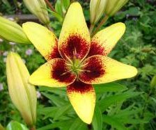 Схема вышивки «Жолтая лилия»