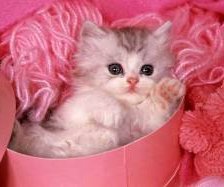 Схема вышивки «Котик»