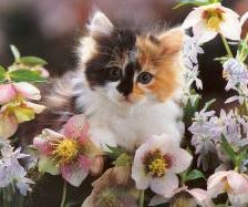 Схема вышивки «№551935»