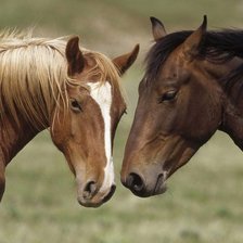 Схема вышивки «Лошади_2»