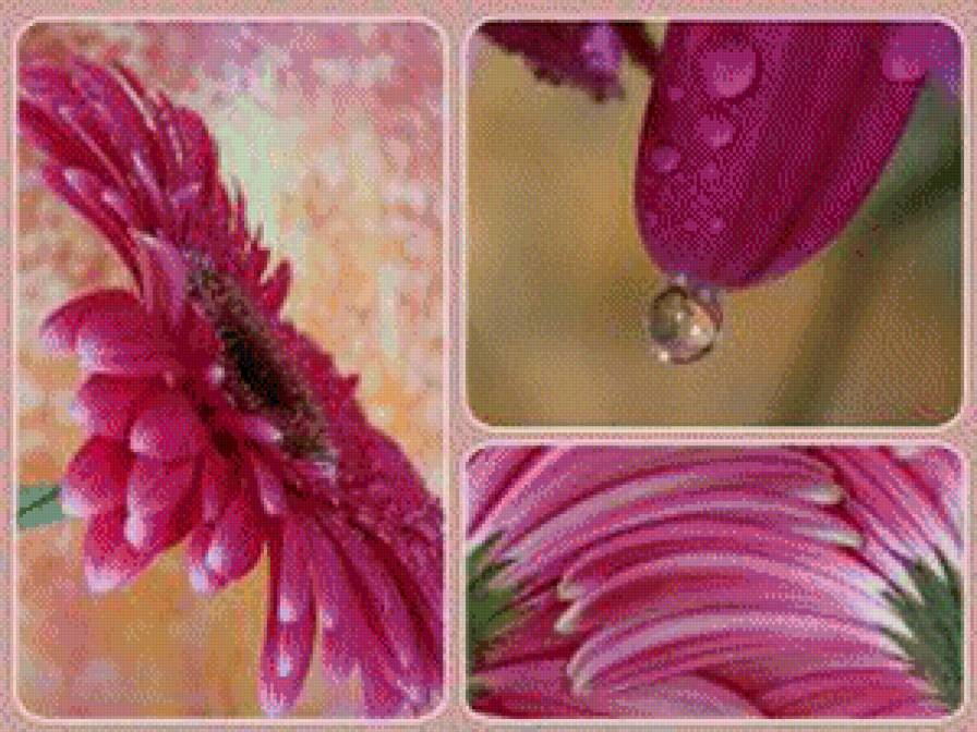 Гербера - триптих, цветы - предпросмотр