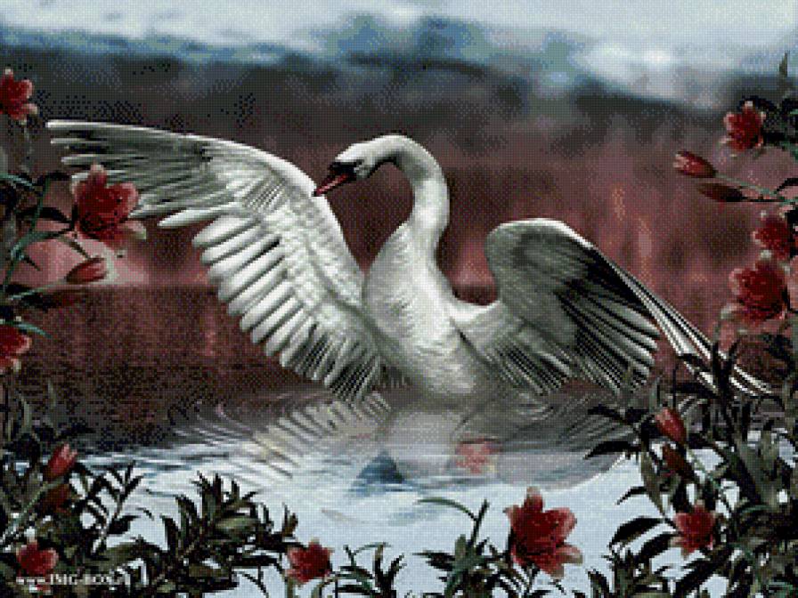 Лебедь - красота, птица, природа, лебедь - предпросмотр