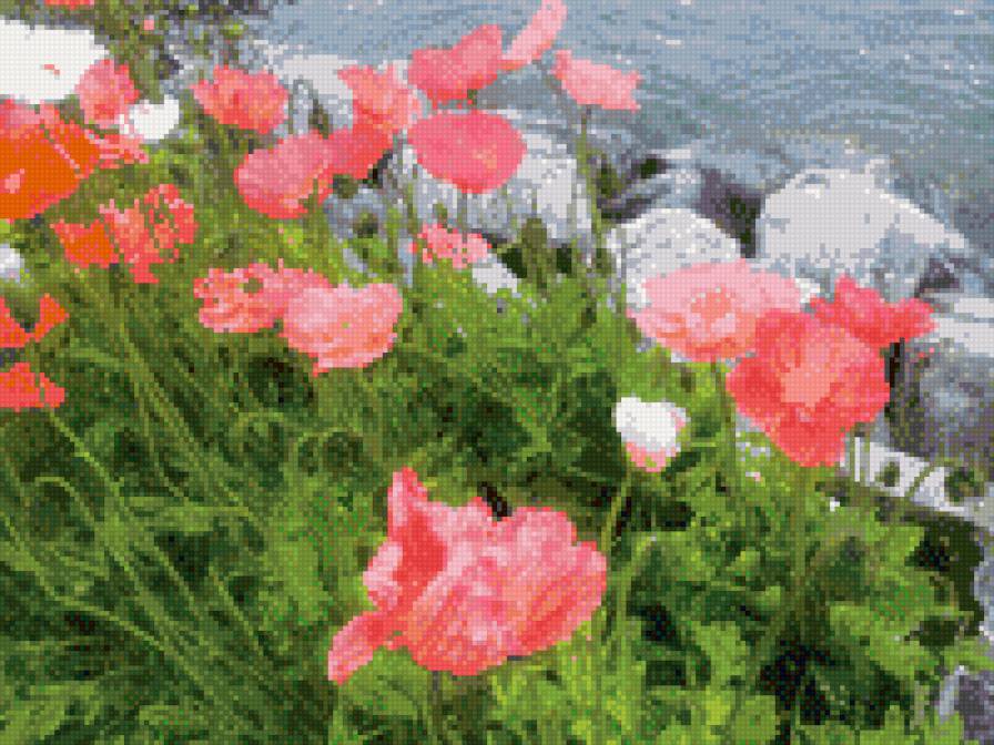 маки у озера - цветы, пейзаж - предпросмотр