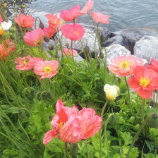 маки у озера