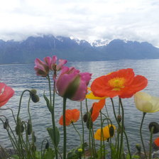 Схема вышивки «маки у воды»