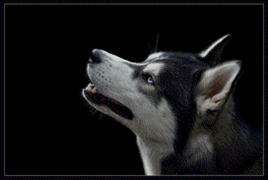 хаска - предпросмотр