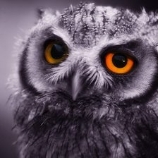 Схема вышивки «СОВА»