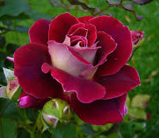 Схема вышивки «Роза»