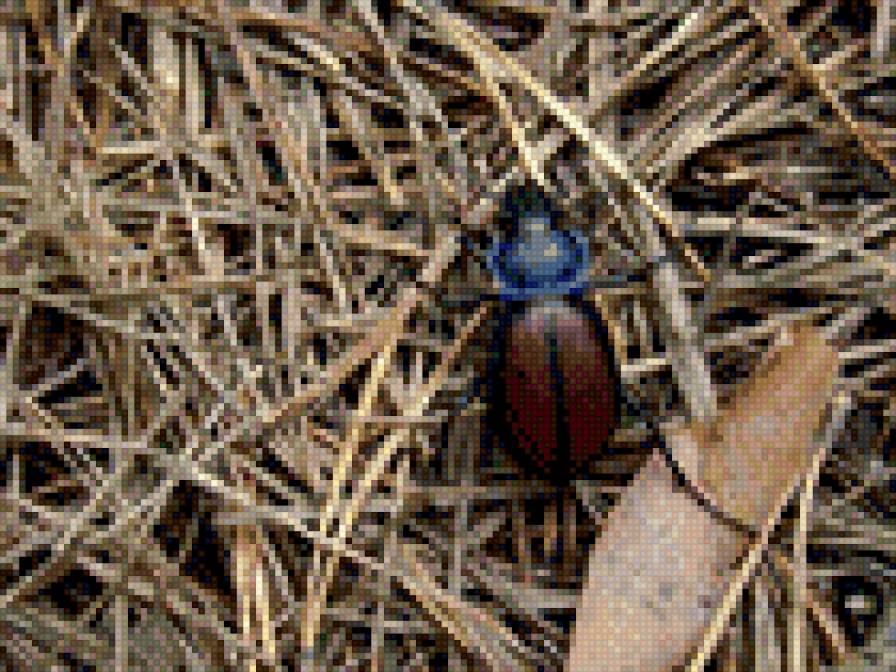 жук - солома, жук, лес, насекомое - предпросмотр