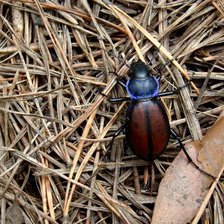 Схема вышивки «жук»