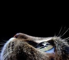 Схема вышивки «Коташка»