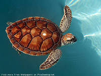 Схема вышивки «черепаха»