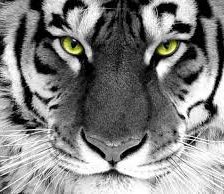 Схема вышивки «тигр»