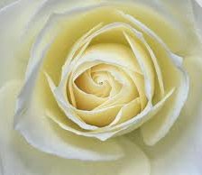 Схема вышивки «Белая роза»