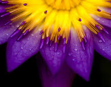 Схема вышивки «цветы»