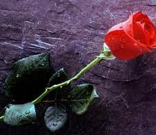 Схема вышивки «роза»