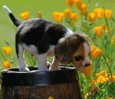 Щенок и цветы