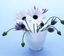 Схема вышивки «Ромашки»