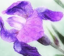 Схема вышивки «Ирис»