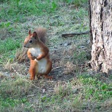 Схема вышивки «Белка»
