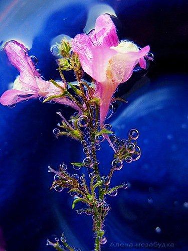 Композиция - цветы - оригинал