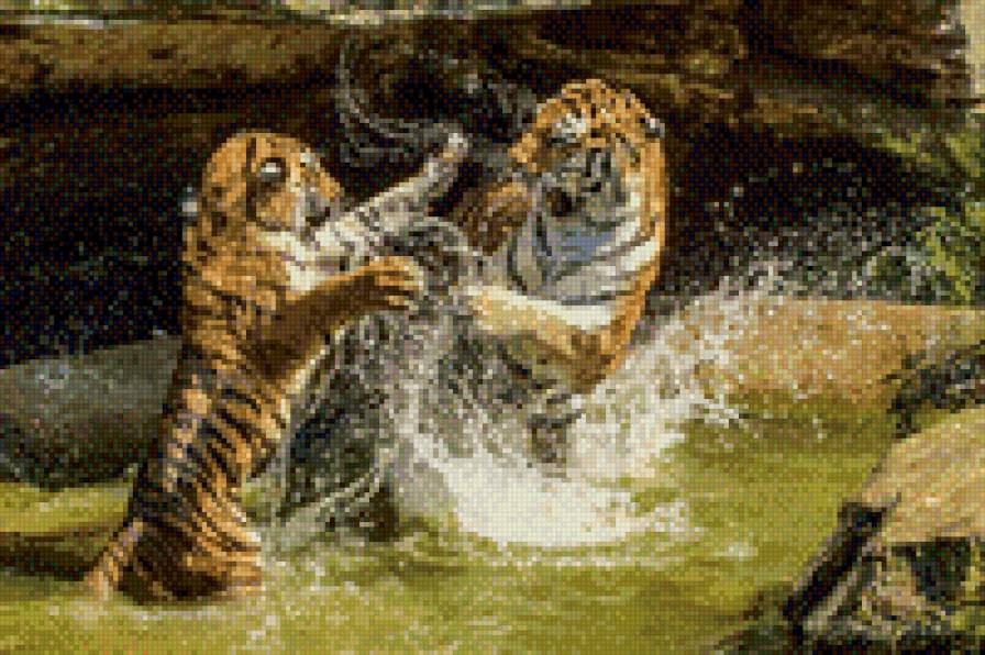 Тигры - звери, природа - предпросмотр