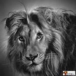 Схема вышивки «Король лев»