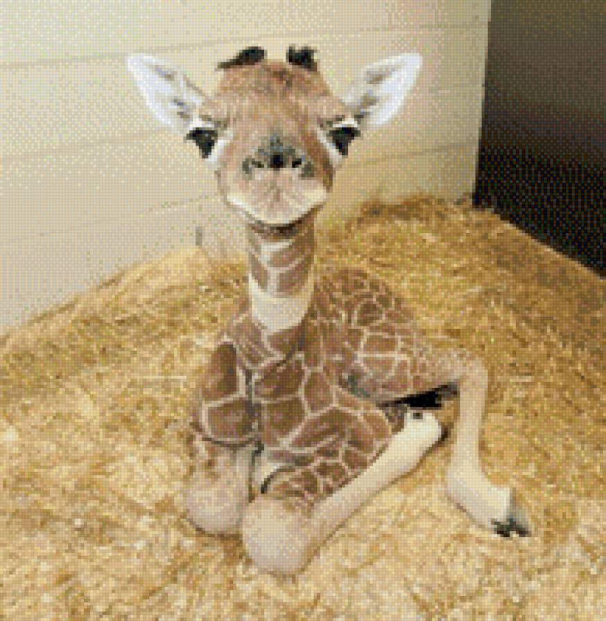 Жираф - животные - предпросмотр