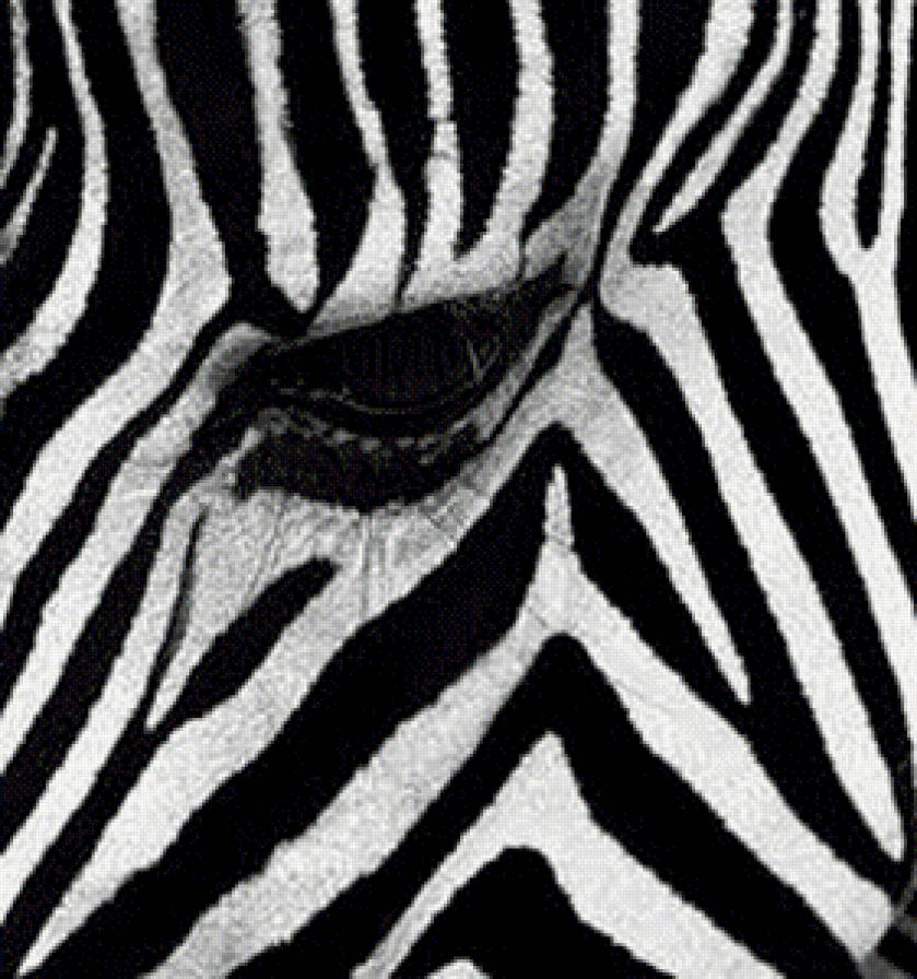 Зебра - зебра, монохром, животные - предпросмотр