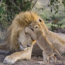 Схема вышивки «Львы»