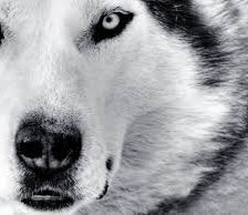 Схема вышивки «Волк»