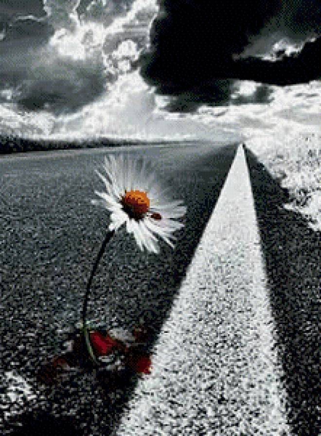 ромашка - пейзаж, ромашка, цветы, природа, монохром - предпросмотр