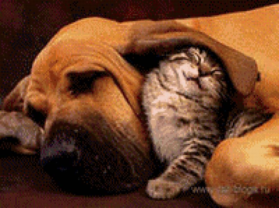 Дружба - кошки, собаки, животные - предпросмотр