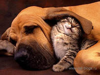 Схема вышивки «Дружба»