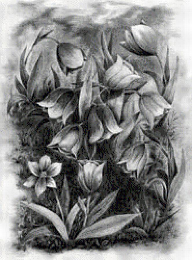 цветы - природа, цветы, монохром - предпросмотр