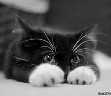 Схема вышивки «Я спрятался»