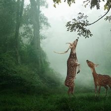 Схема вышивки «Пара»