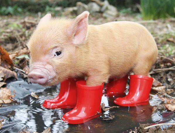 Поросенок - обувь, животные, осень, лужи - оригинал